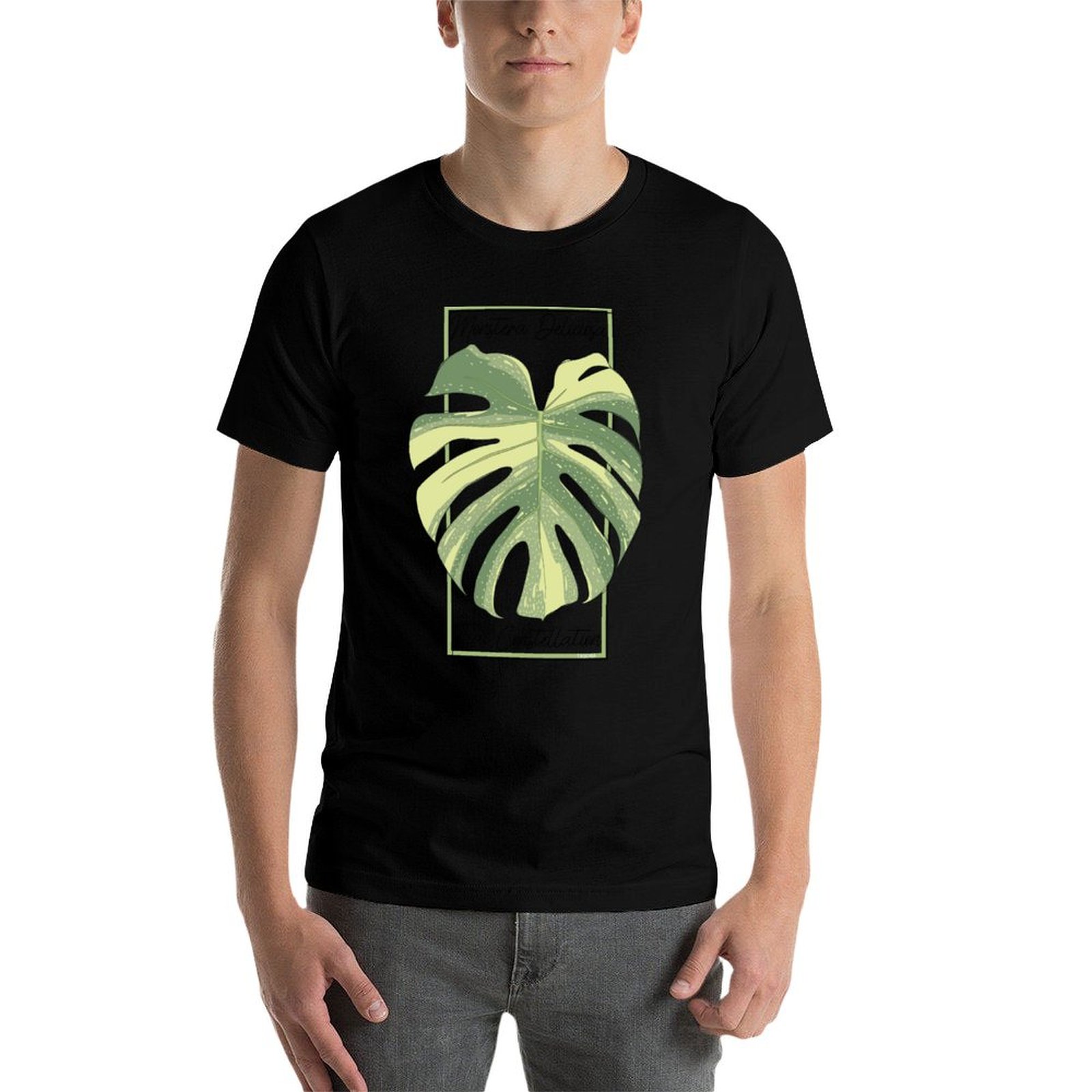 Monstera Thai Constellation Bo - Monstera Thai Constellation 리뷰 및 가격